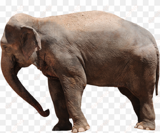 elephant png transparent - transparent elephant png