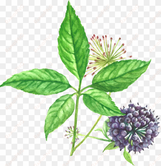 eleuthero siberian ginseng root 1 - siberian ginseng