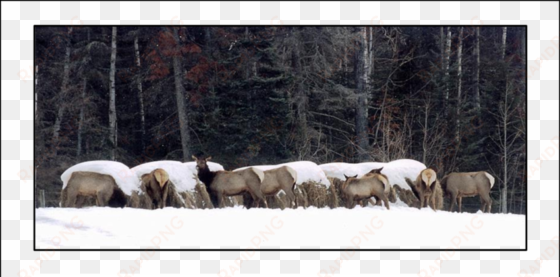 elk feeding at hay bales intended for cattle in alberta - herd