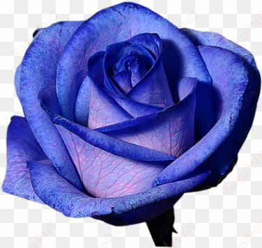 elsa could be a periwinkle, or a blue rose - blue rose with no background
