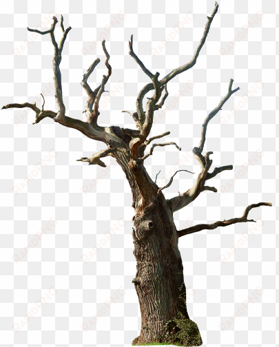 em todos ai acima tem várias pngs de várias coisas - dead tree png