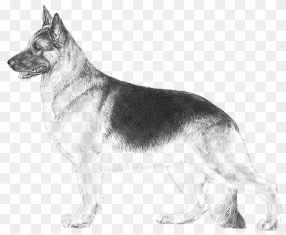 embark dog dna test - german shepherd