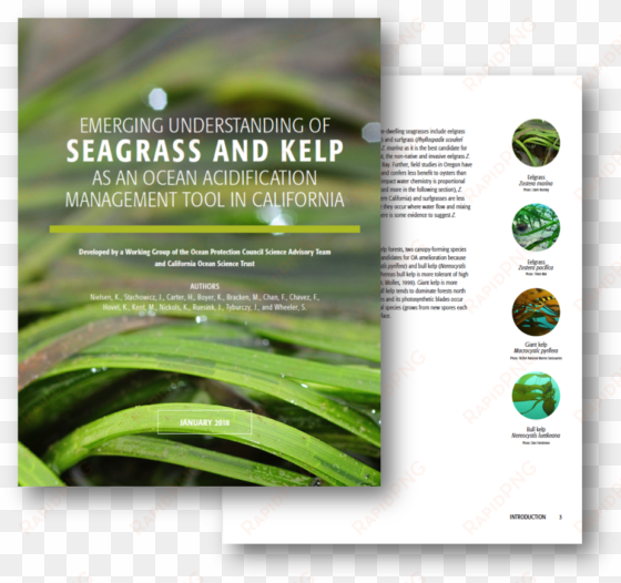 emerging understanding of seagrass and kelp as an ocean - management