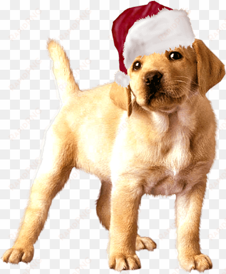 en png con fondo transparente y en tamaño 1024 x - animated gif golden retriever