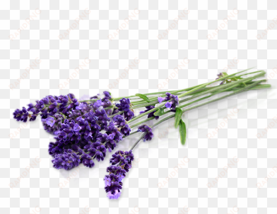 endiglow gua sha & cupping oil lavender essential