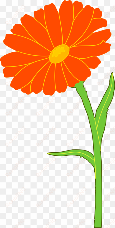 english marigold mexican marigold annual plant flower - marigold clipart