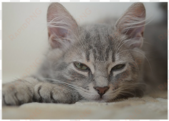 ephéméride 2014 une question de chats par jour - cartonné