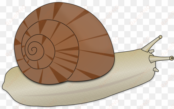 escargot the snail drawing download - escargot clipart