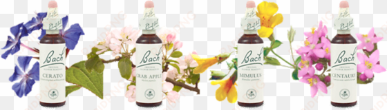 essências florais de bach - traditional medicinals - organic throat coat tea -