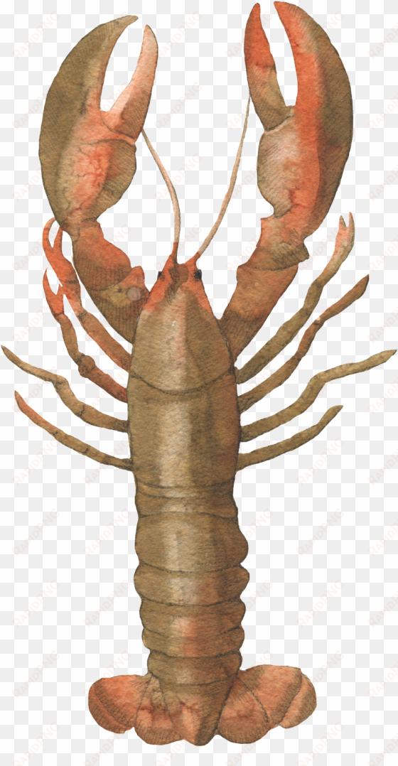 este gráficos É brown lobster hand painted watercolor - portable network graphics