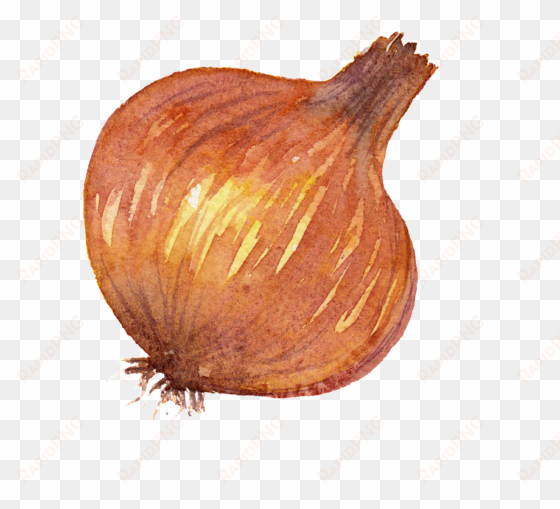 este gráficos É onion watercolor vegetable png images - onion