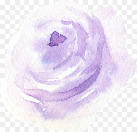 este gráficos es pintado a mano de luz violeta flores - china rose