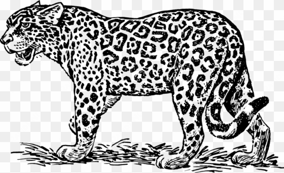 ethnic ornamented tiger puma panther leopard or jaguar - jaguars black and white