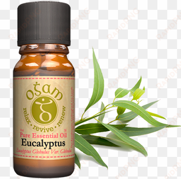 eucalyptus globulus - epoch brisk essential oil