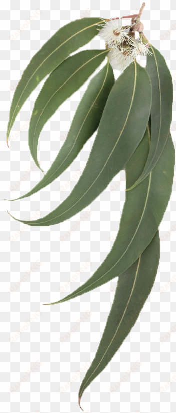 eucalyptus leaf - eucalyptus leaves transparent background