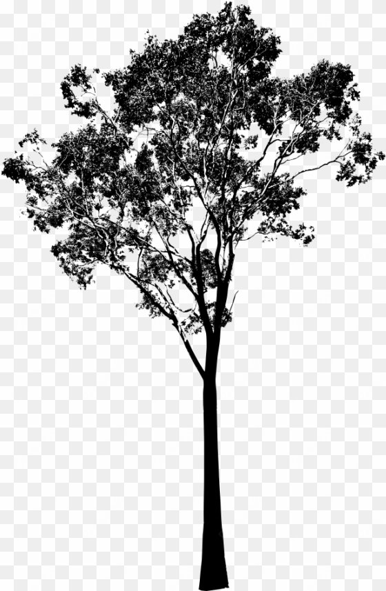 eucalyptus tree, gum tree vector - eucalyptus tree clip art