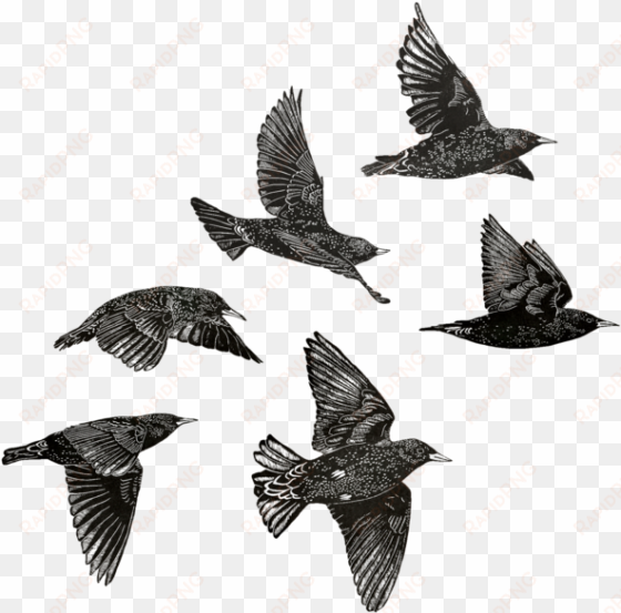 european starlings sheet - common starling