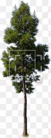 evergreen tree growing up strong - scots pine