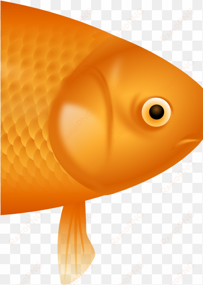example image of a fish - goldfish