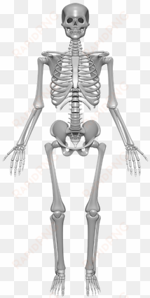 example of a human skeleton - skeleton system