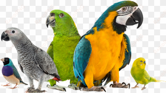 exotic bird hospital blog - pet birds white background