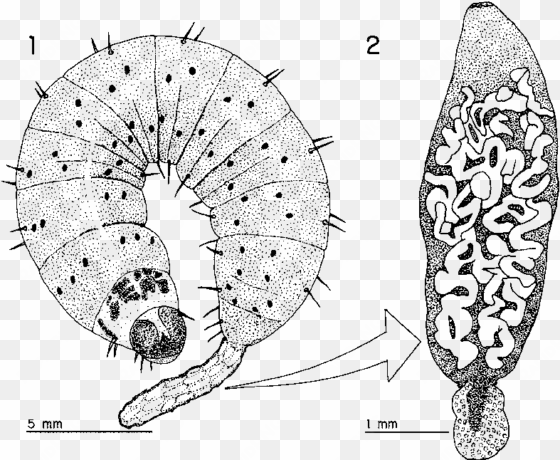 external sac of procercoids infecting a noctuid caterpillar - caterpillar