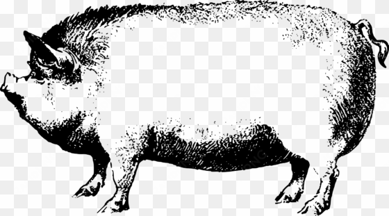 Face Pig Clipart Pig Animal Clip Art Downloadclipart - Black And White Pig Png transparent png image