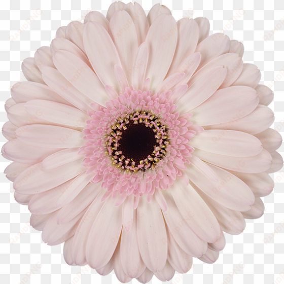 facetime® - transvaal daisy