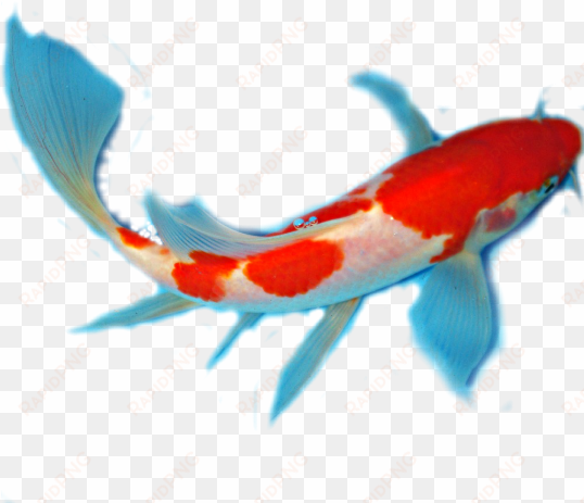 facts about koi anatomy - koi