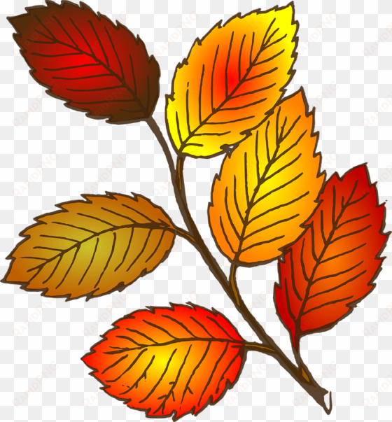 fall leaf clipart - leaves clipart