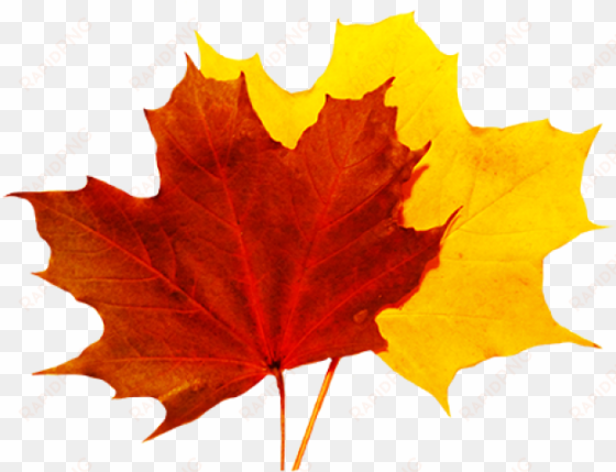 fall leaves clip art - fall leaves transparent