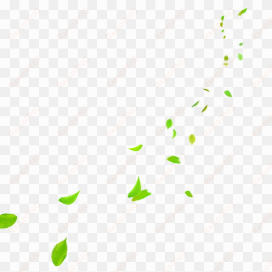 falling green leaves png photo - insect