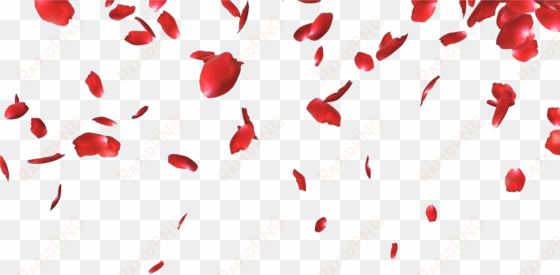 falling petals png picture - rose petals falling png
