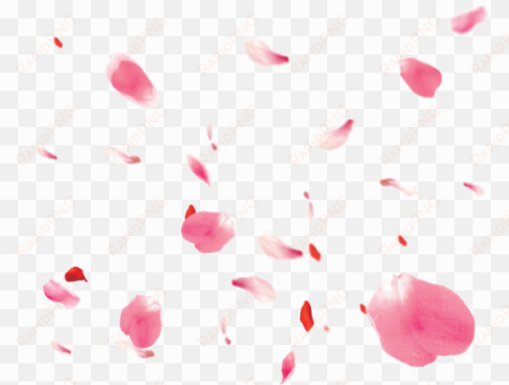 falling petals png transparent image - portable network graphics