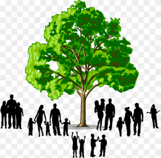 family tree png jpg library stock - softwood and hardwood trees
