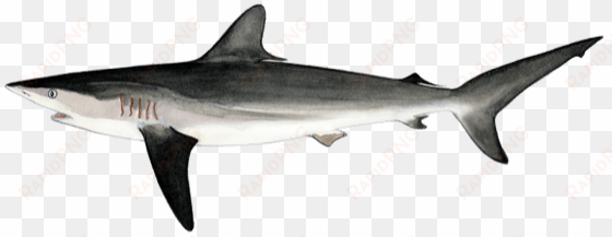 fao - bronze hammerhead shark