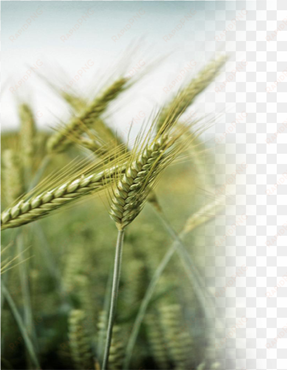 farmingwheat - daily bread: a daily devotional of prayer