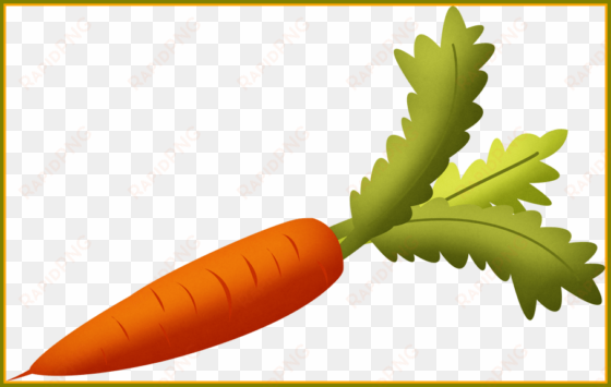 fascinating carrot with green leaves clipart png for - transparent transparent background carrot