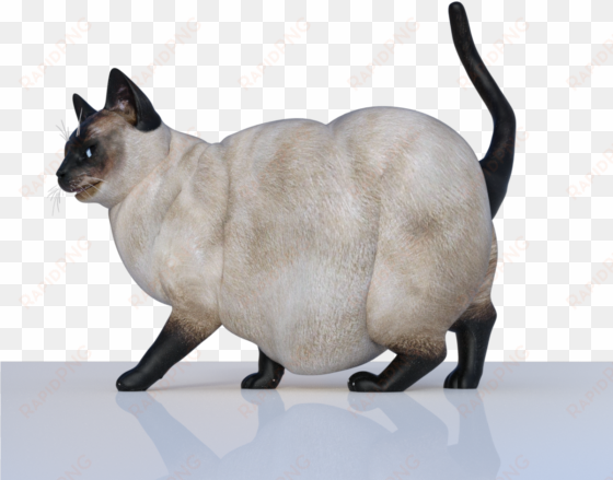fat cat from april suggestion renders - cat
