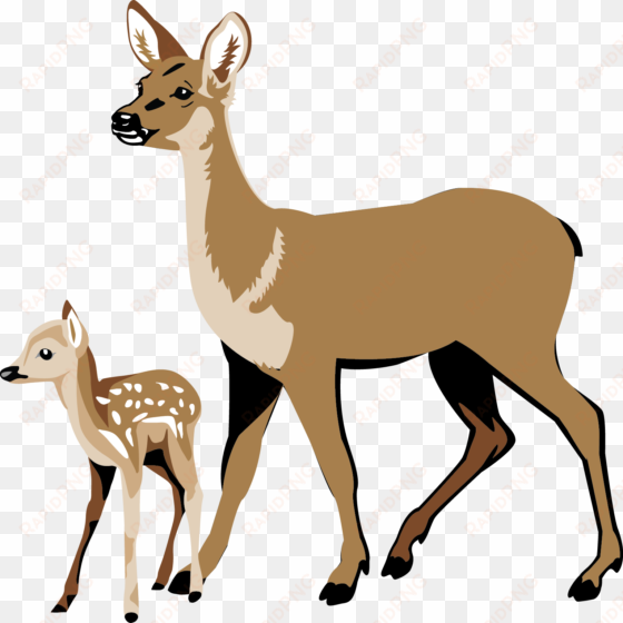 fawn pencil and in color - white tailed deer clipart
