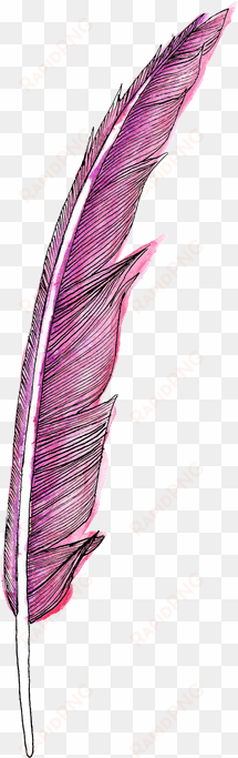 feather, pena, and pink image - feather png