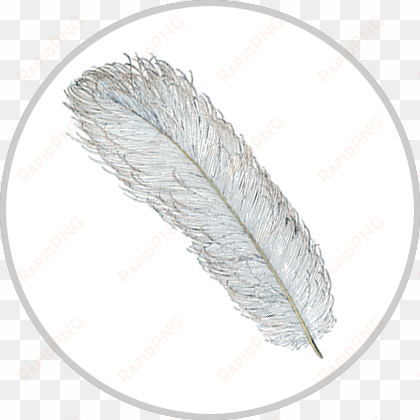 feather png