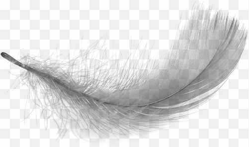 feather png - transparent background white feather png