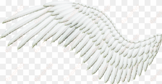 feathered wing - angel wing with transparent background