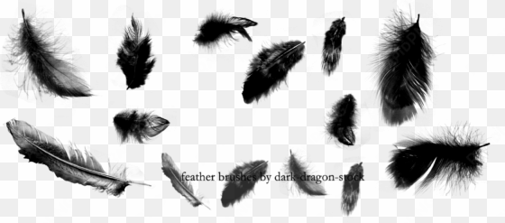 feathers png by dark - illustrator free feathers brushes
