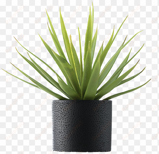 featured combinations - plant in vase png