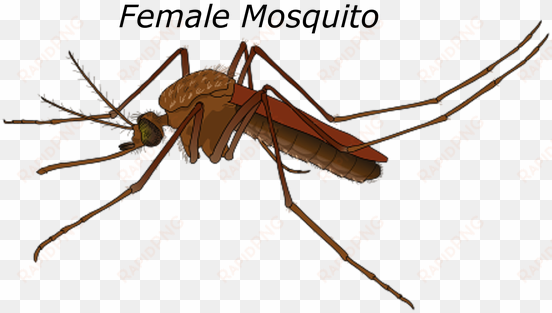 female mosquito malaria bug pest wildlife - male and female anopheles mosquito