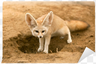fennec fox desert animals