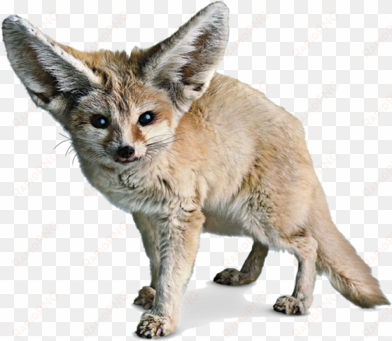 fennec fox png photos - fennec png