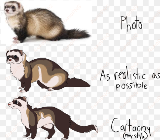 ferret drawing comparison by nerdy - drawing of a ferret
